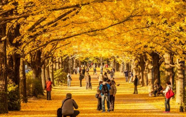 10 Rekomendasi Tempat Wisata di Jepang Saat Musim Gugur